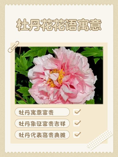 门口栽牡丹有何说法 风水吉利吗