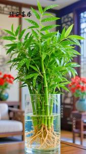 家居生活中风水植物与健康开运