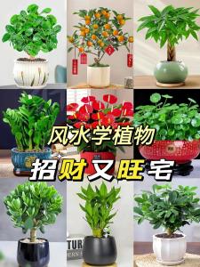 什么花养在家里旺财 家中招财的花