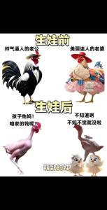 牛爸爸牛妈妈生猪宝宝合不合 家庭矛盾少