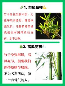 竹子包含的风水意义