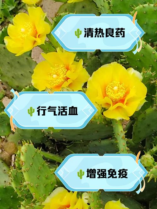 仙人掌能斩断桃花运吗  效果拔群