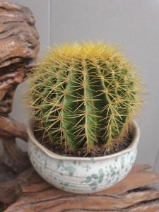 斩烂桃花的风水摆件 仙人球改善烂桃花