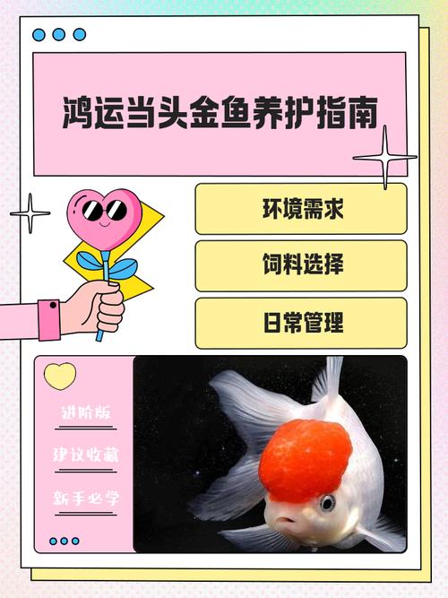 养风水鱼有什么注意事项？