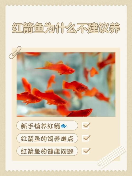 红箭鱼的风水讲究与禁忌