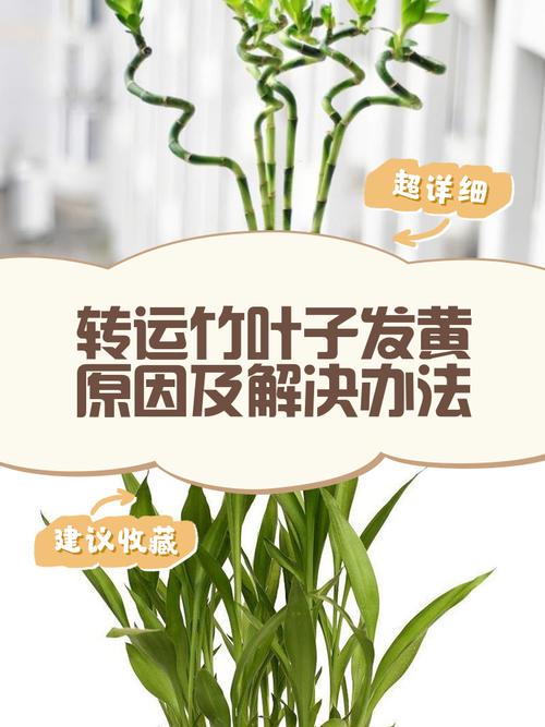 转运竹叶子发黄怎么办？