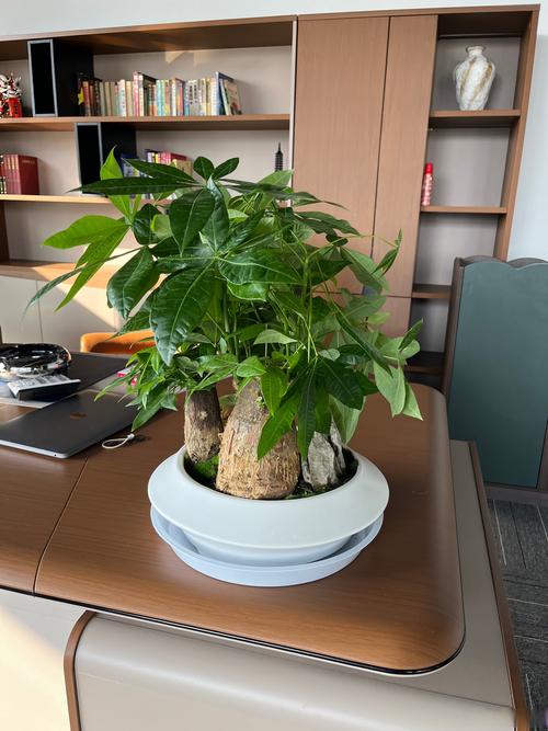 办公室绿色植物的布置