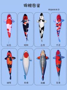 家里养几条锦鲤好？