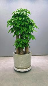 办公室旺事业的植物   发财树寓意吉祥
