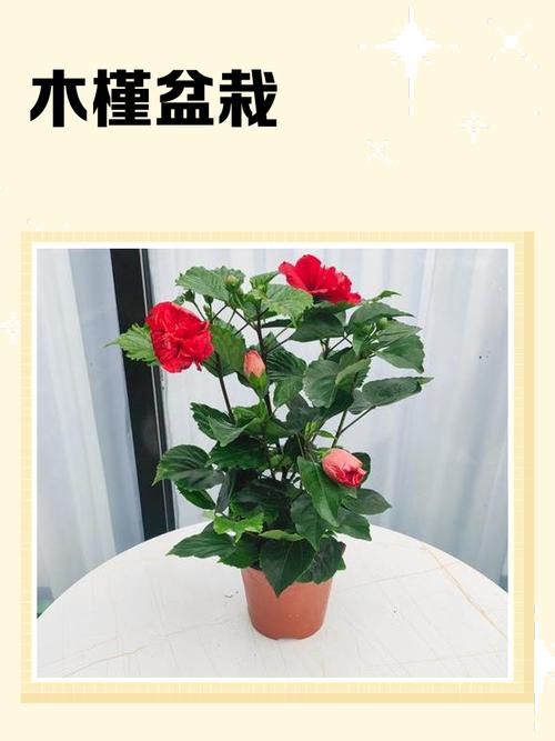 家里种木槿树可以旺风水吗 保持健康生长状态