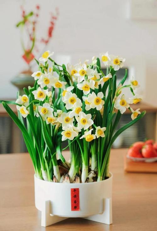 家里适合养什么植物 水仙常开财运常来