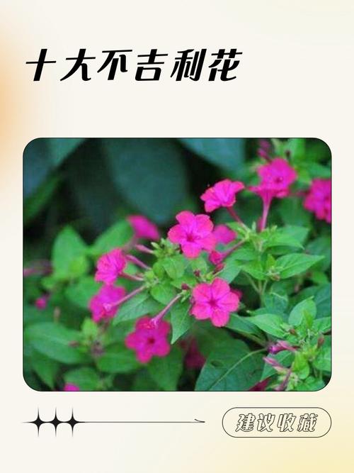 家里千万不能养的十种花 一定不能样的花卉