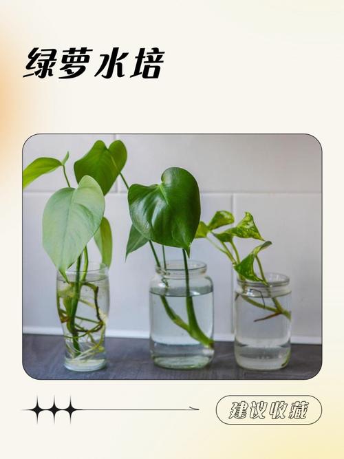 绿萝放家是招财还是破财 有什么禁忌吗