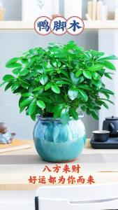 客厅养什么植物风水好 旺财旺运 健康平安