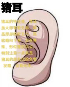 面相解析：猪耳的面相特征分析