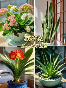 卧室里放什么花好  以净化空气为主