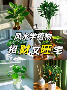 火命人家里放啥招财 养什么植物旺财