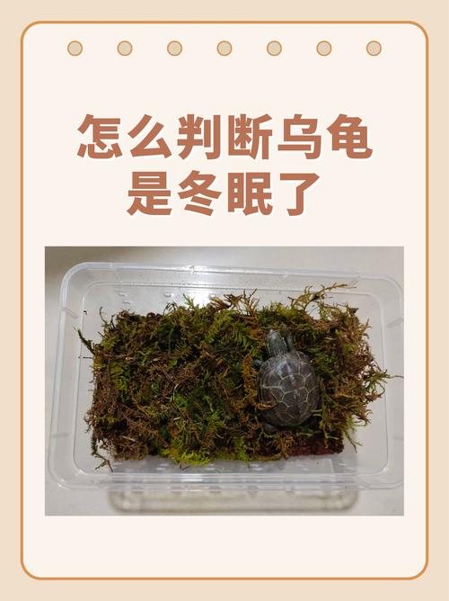 家里养龟不冬眠是好是坏呢，风水有影响吗