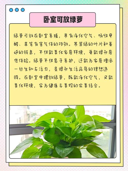 绿萝摆放禁忌 卧室可以放绿萝吗