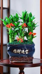 家中风水如何旺财植物  富贵竹花开富贵