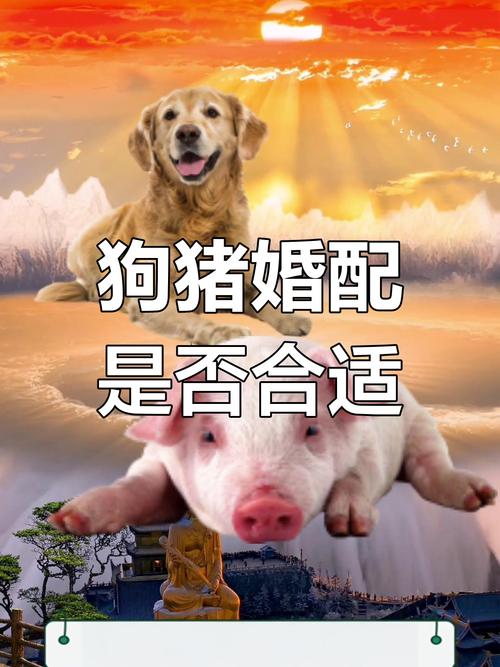 2019年男猪女狗结婚好吗？