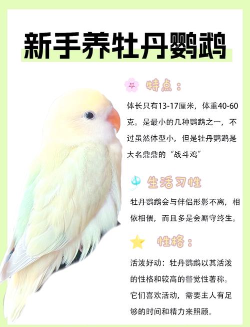 养鹦鹉招财还是破财,家里买了一对牡丹鹦鹉,按风水来看,应该放在什么位置养合适很在乎