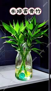 水命的人适合养富贵竹吗,山泉水养富贵竹可以吗