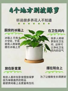 绿萝摆放禁忌位置 忌周边有脏物