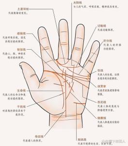 你手心的三条主线，到底代表什么？