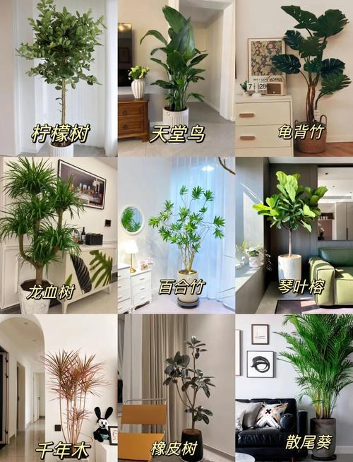 客厅植物选择风水讲究