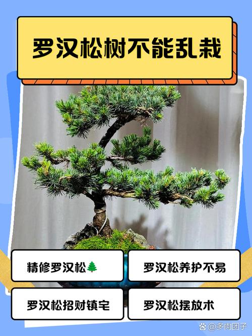 松树风水禁忌 松树盆景风水注意事项