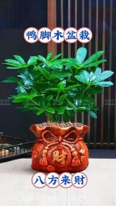 客厅餐厅摆设招财树的风水
