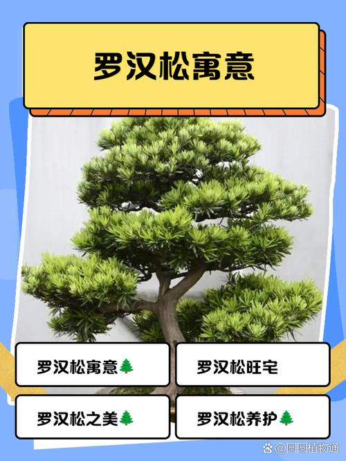 罗汉松的寓意和风水,罗汉松风水作用有哪些