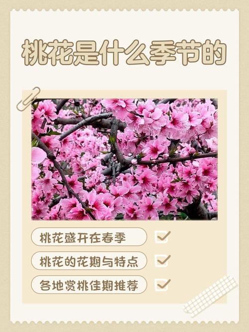 桃花一般在几月开放,桃花是在什么季节开的
