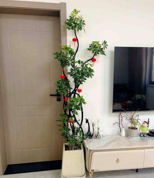 客厅电视两边摆什么植物旺财吉利又镇宅