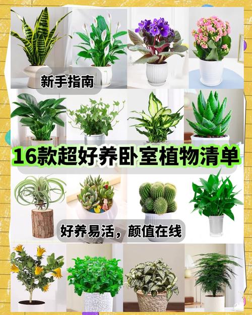 夫妻卧室适合放什么植物