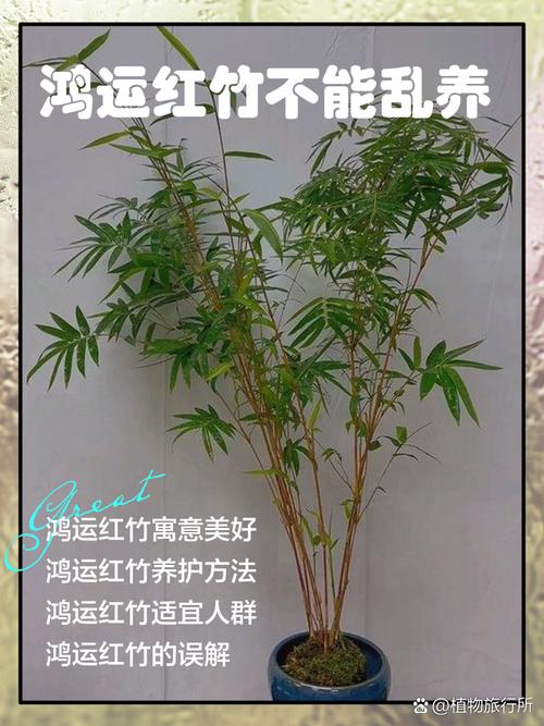 门口种竹子风水十大禁忌