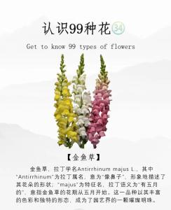 7月12日生日花-金鱼草
