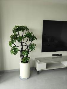 客厅养什么绿植最旺家招财