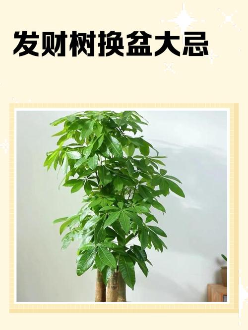八方来财树和发财树哪个招财好 发财树放客厅大忌