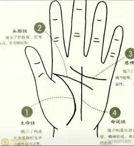 女人手掌纹路图解右手生命线 生命线纹路清晰深刻精力充沛