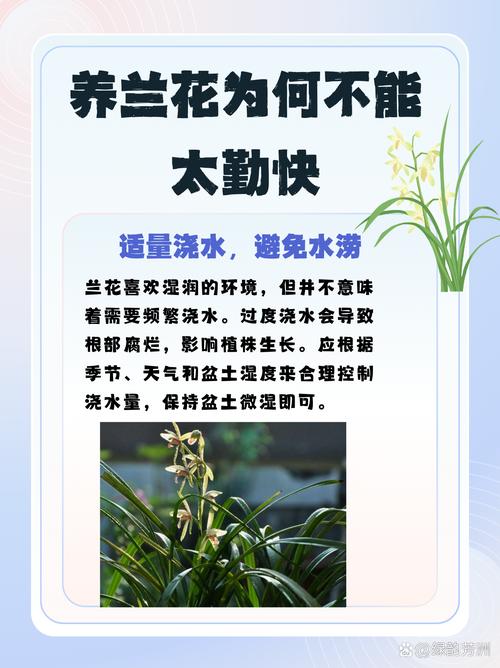 为什么家里千万不能养兰花 有什么讲究