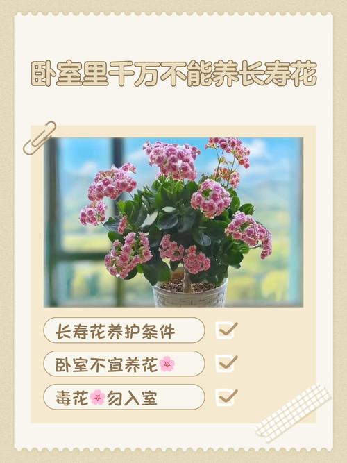 为什么卧室里千万不能养长寿花 有什么禁忌