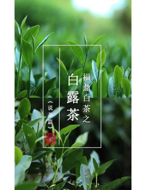 白露节气喝什么养生茶 甘醇清香生津润肺