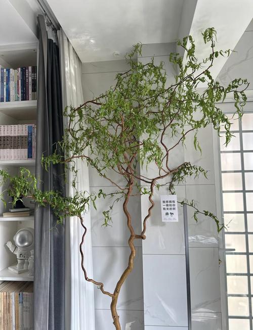 为什么家里不能种龙柳 有什么风水寓意