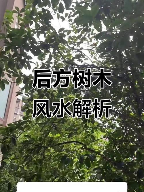 房子后面种什么树最好