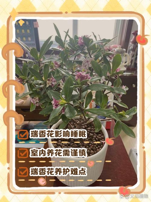 为什么家中不能养瑞香花 如何科学养护