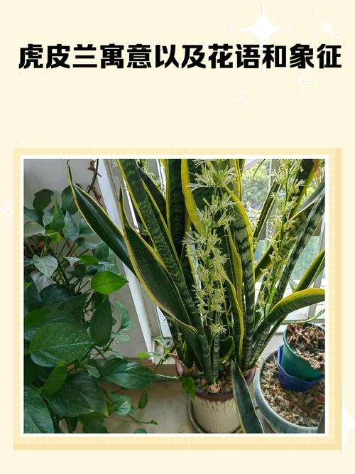 什么生肖不适合养虎皮兰 有什么风水寓意