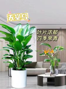 天堂鸟放客厅风水好吗 摆放忌讳