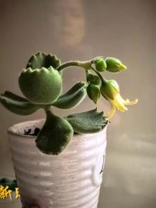 熊童子开花是好兆头吗 它的风水寓意